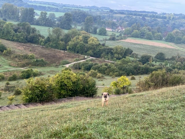 Reggie enjoying one of his favorite walks