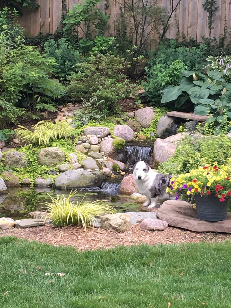 Author's companion, Emmett the Cardigan Corgi