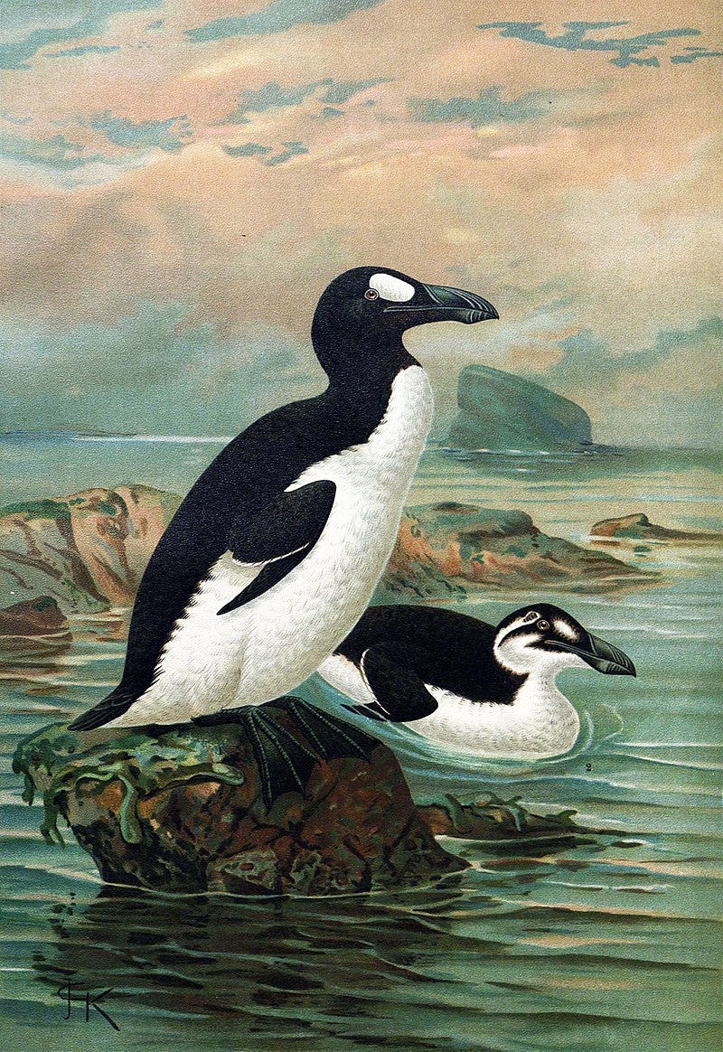 Great auk's summer and winter plumage by John Gerrard Keulemans