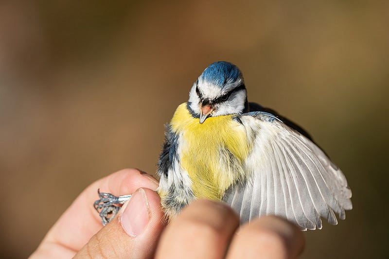 Eurasian blue tit by Bakos Bálint