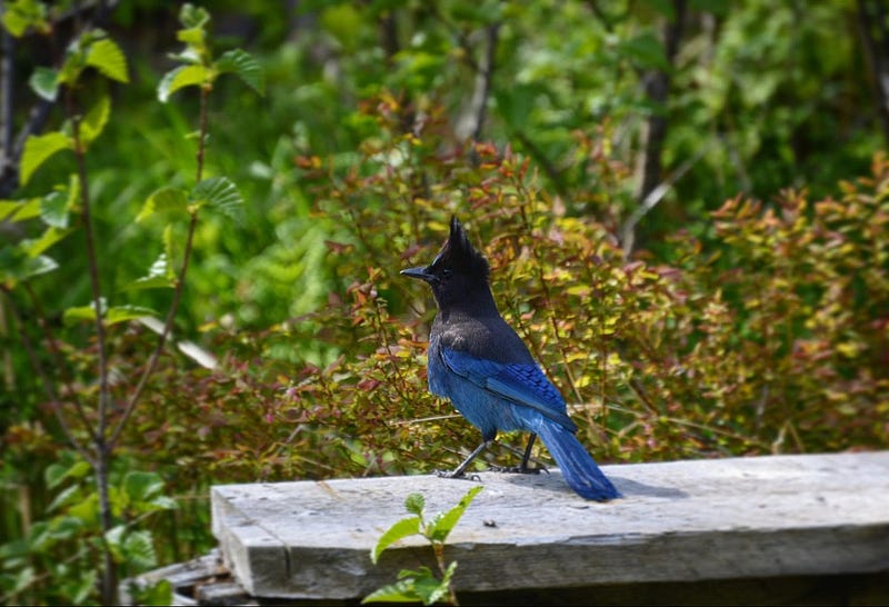 Steller’s jay by Dillon Hanson