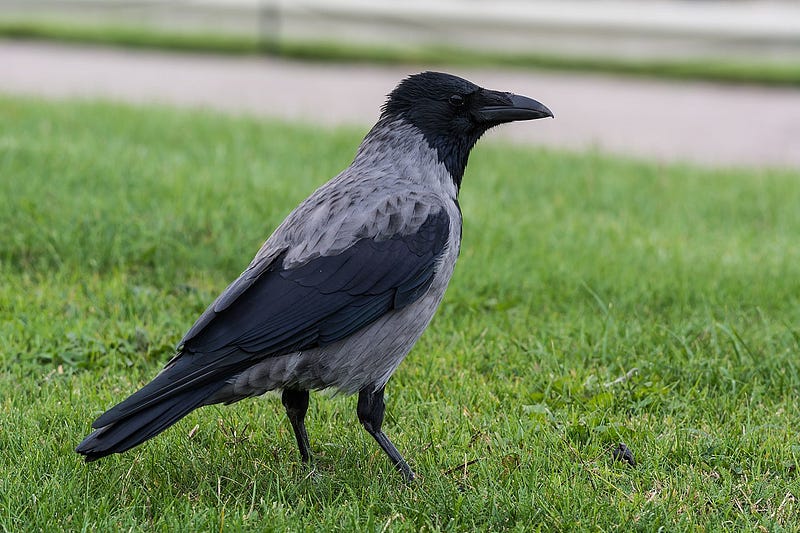 Hooded crow by Isiwal