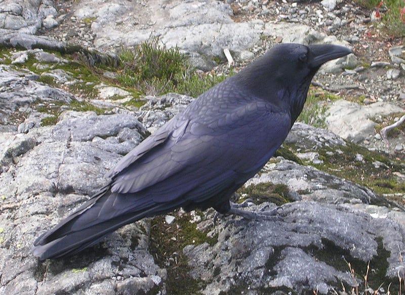 Common raven by Clayoquot