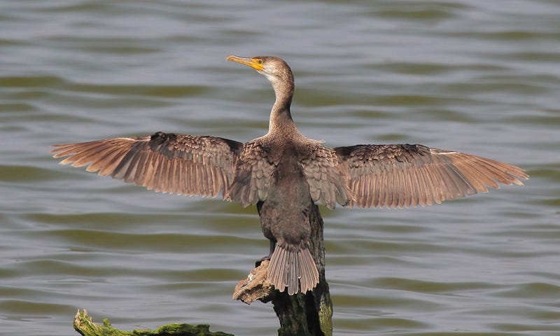 Japanese cormorant