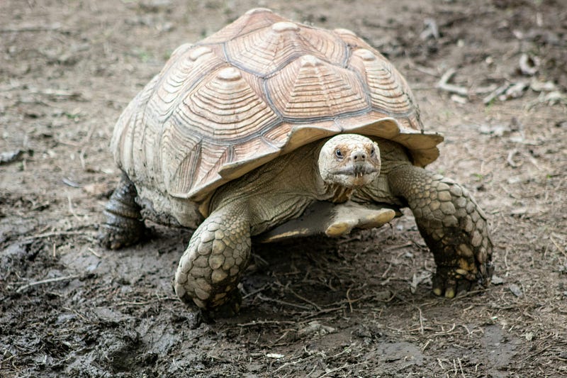 A determined tortoise on its journey