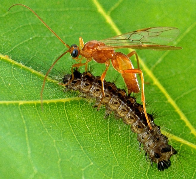 A parasitic wasp attacking a caterpillar