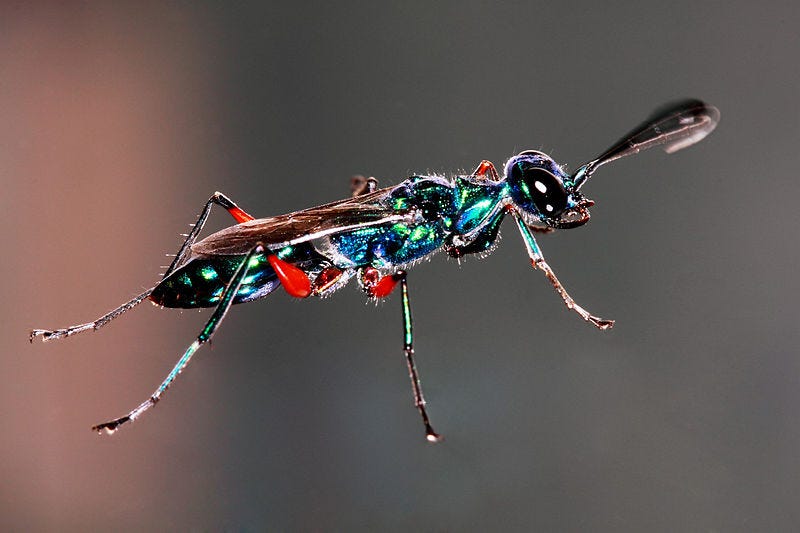 The emerald cockroach wasp ready to attack