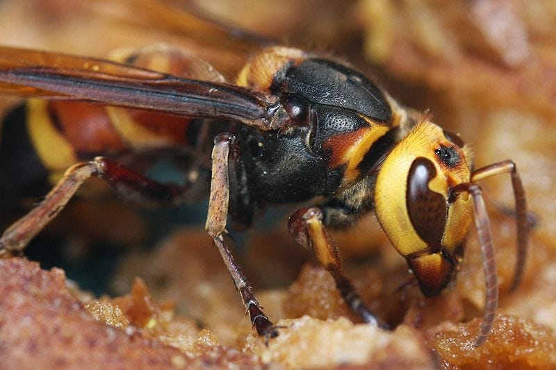 The menacing murder hornet