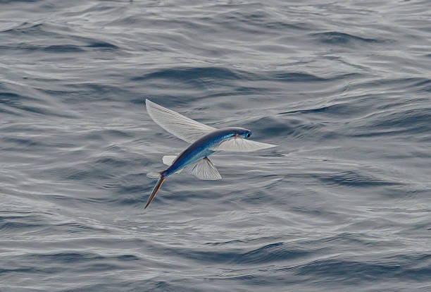 Flying fish gliding above the ocean surface