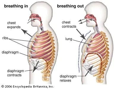 Diaphragm contractions during breathing