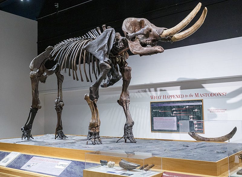 Fossilized remains of a mastodon