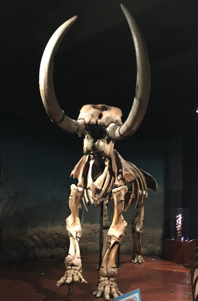 Fossil discoveries of mastodon remains