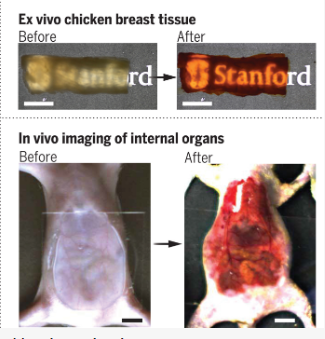 Translucent mouse skin revealing underlying tissues.