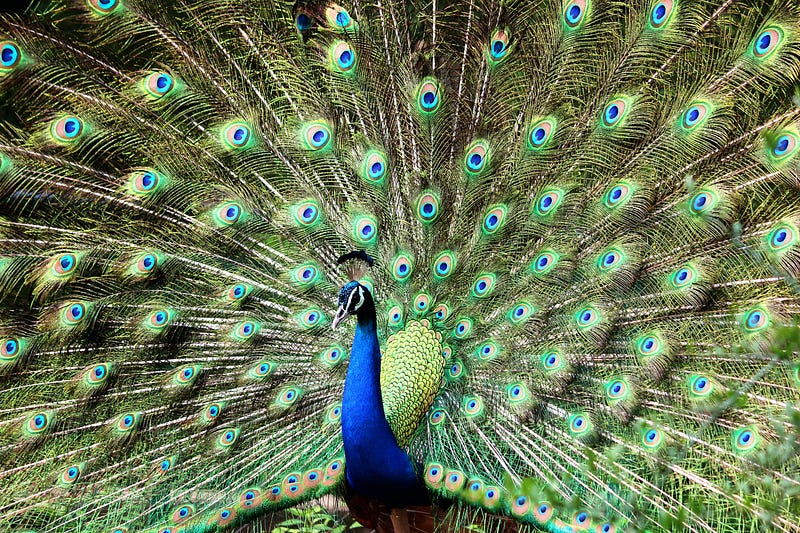 Vibrant peacock tail symbolizing evolution's mysteries