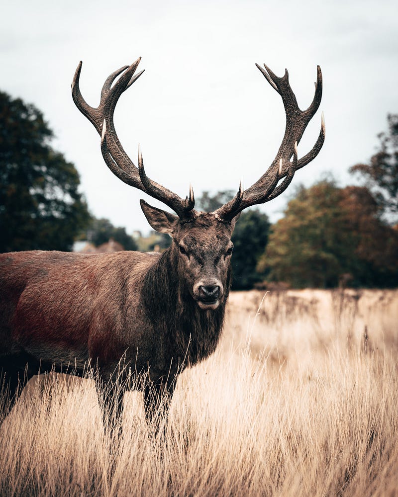 Deer antlers exemplifying costly traits in nature