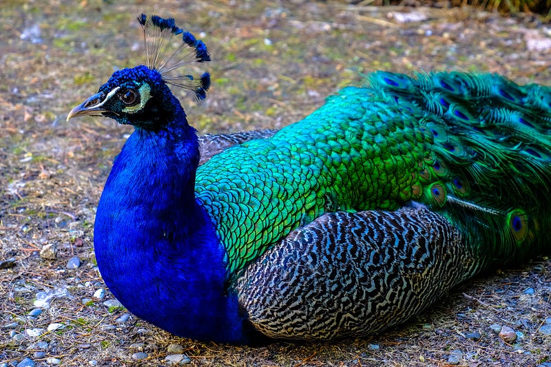 Colorful feathers as indicators of health or risk?