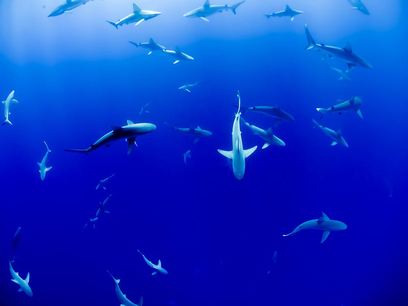 Sharks riding ocean waves