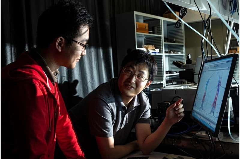 Researchers Xinwei Li and Weilu Gao at Rice University