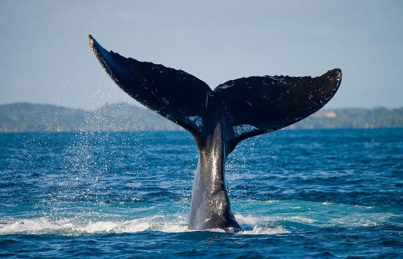 AI and Whale Communication