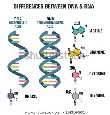 Transposons and their role in genetics