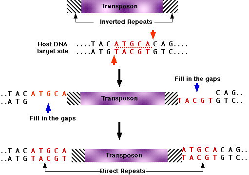 Evolutionary implications of gene regulation