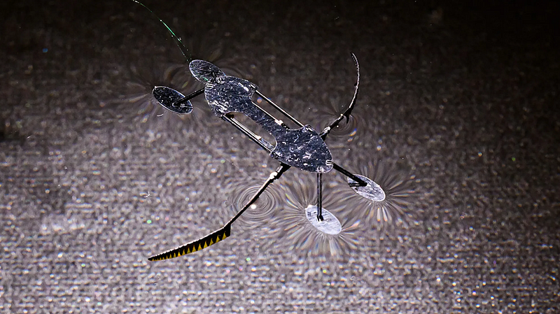 Minibug and Water Strider robots