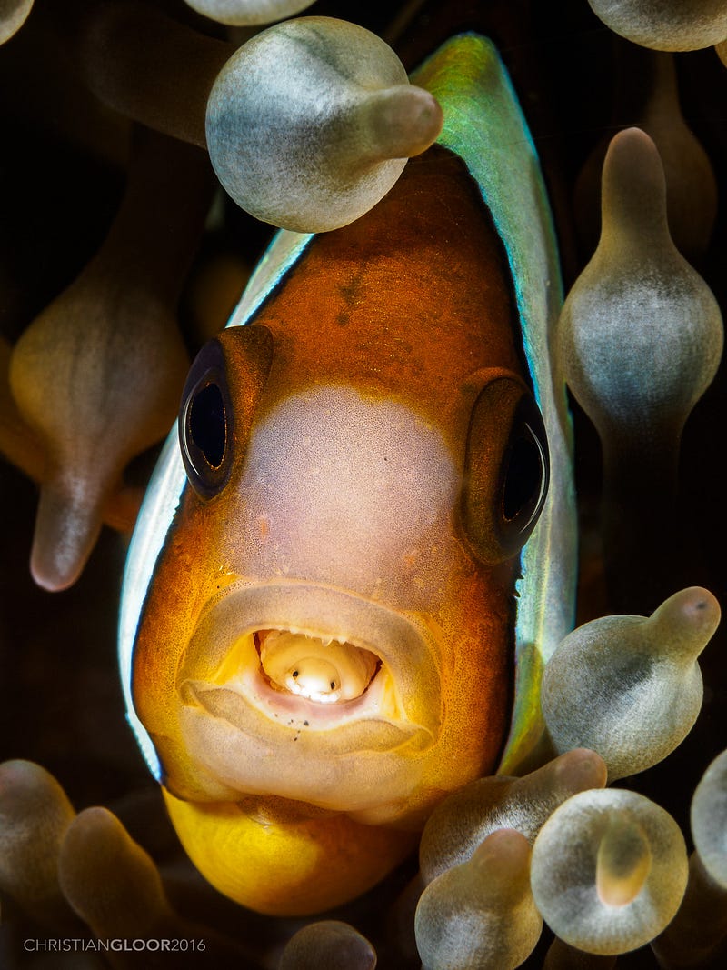 Clownfish with an isopod parasite