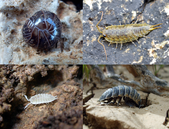 A giant isopod in deep ocean waters