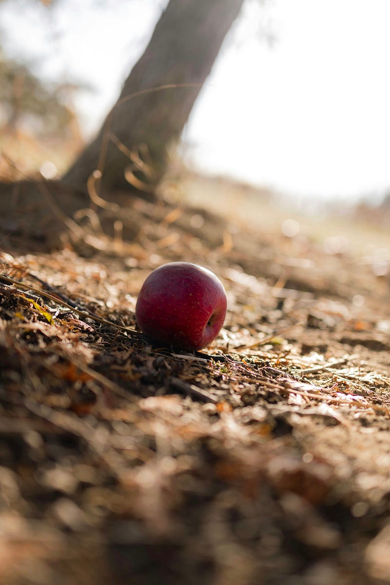 Newton's Apple and the Discovery of Gravity