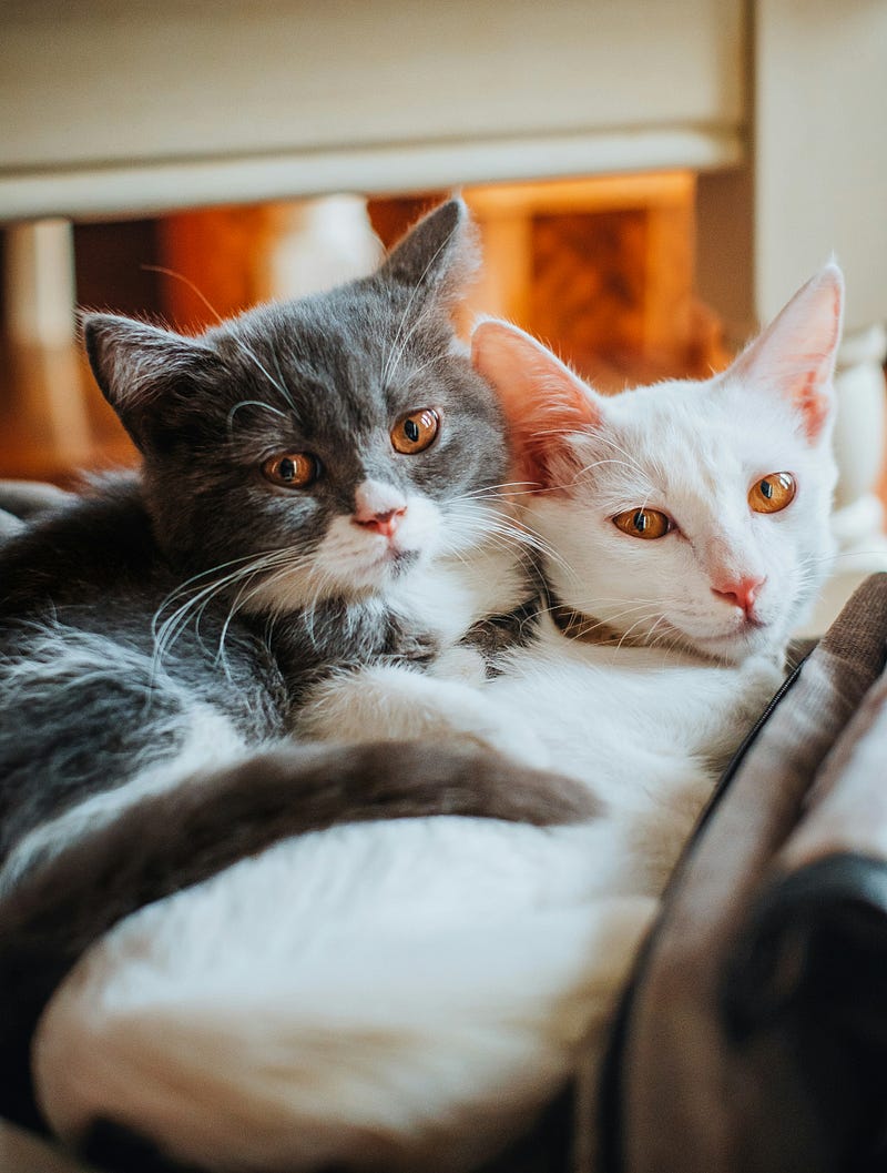 A serene cat enjoying a moment of mindfulness