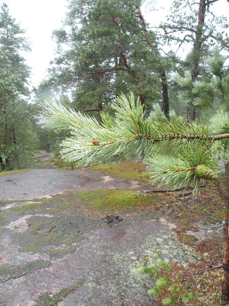 A serene forest path surrounded by greenery.