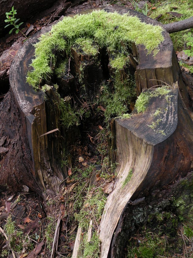 A panoramic view of the forest landscape.