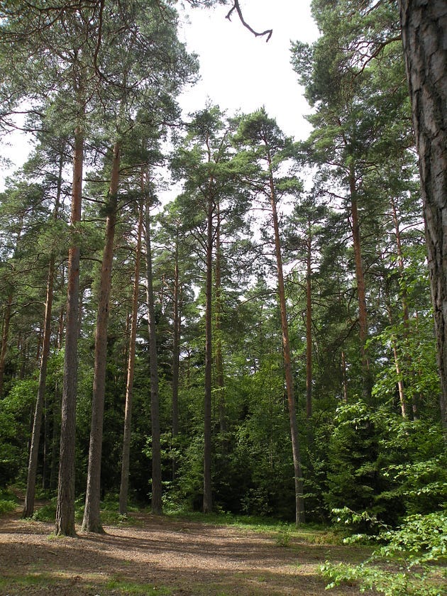 The tranquil beauty of the forest.