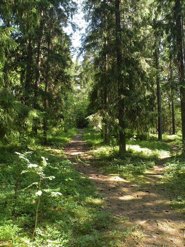 A quiet forest clearing.