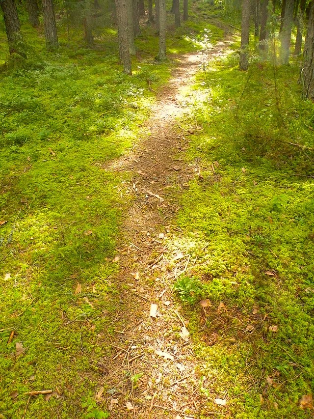 Sunlight filtering through the leaves of the trees.