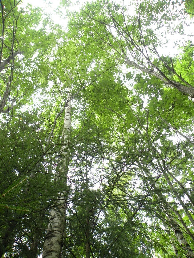 A collection of colorful leaves on the forest floor.