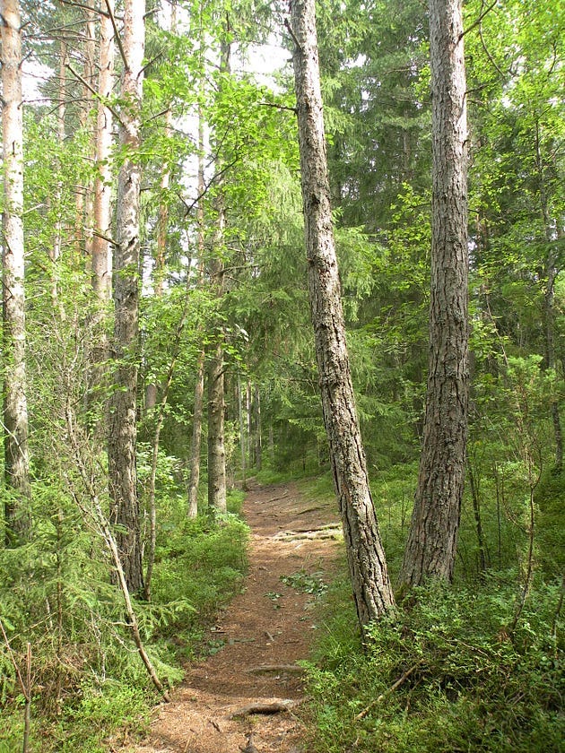 A winding forest path beckoning explorers.