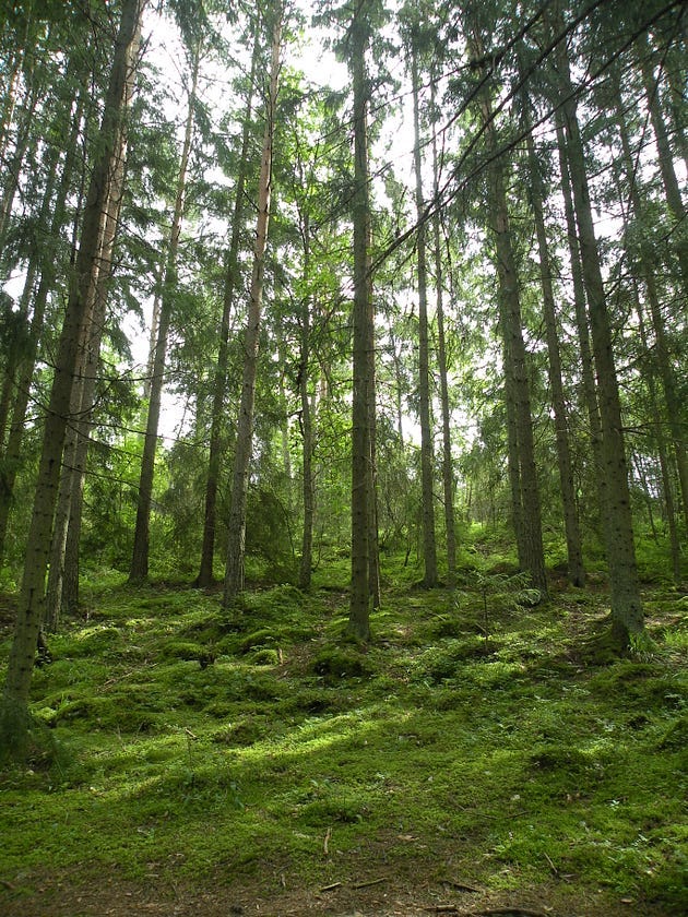 A peaceful glade surrounded by ancient trees.