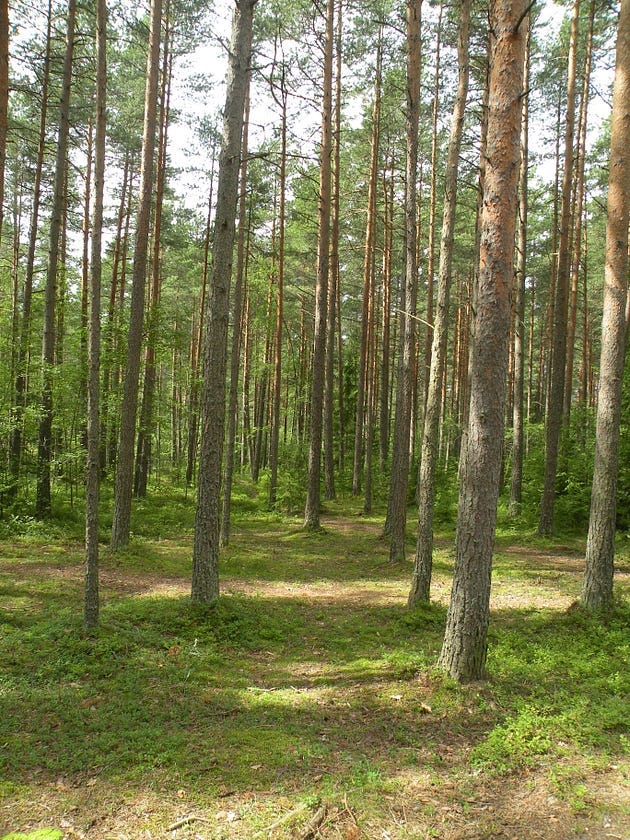 A person practicing yoga in the forest.