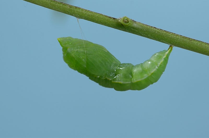 A close-up of caterpillars on leaves