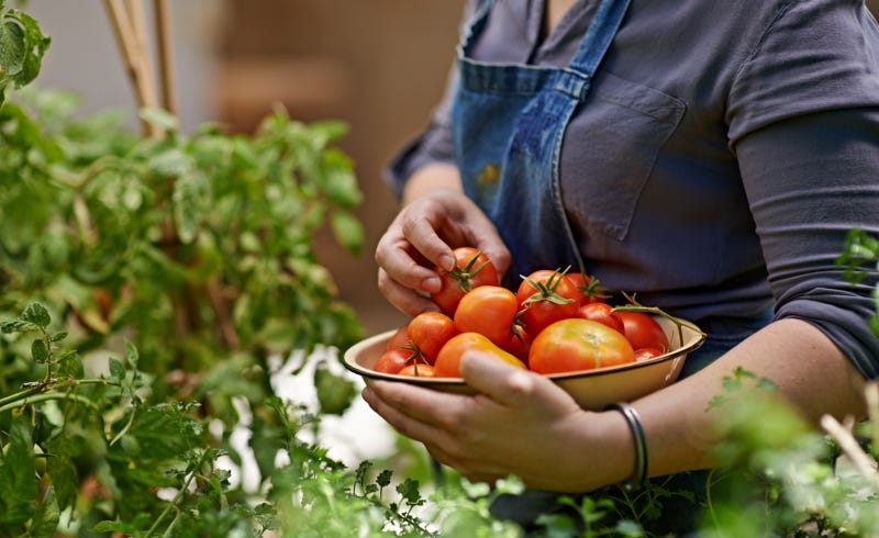 Vibrant garden filled with ripe tomatoes