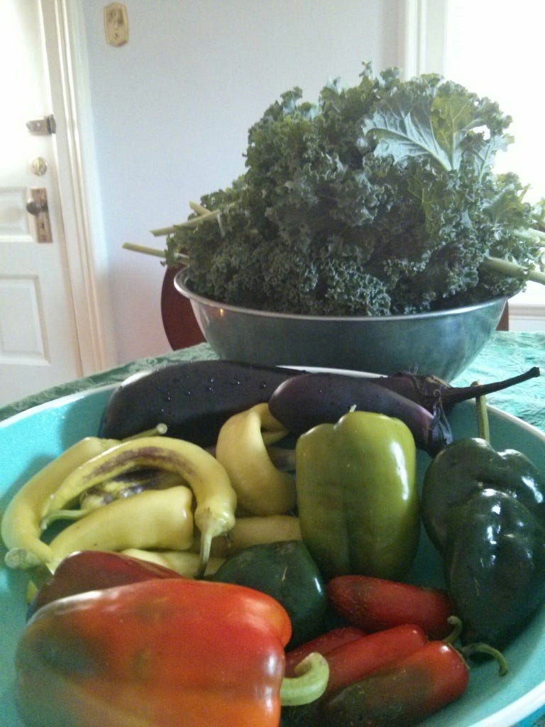 Cooking tomatoes in a pot, filled with aromatic herbs