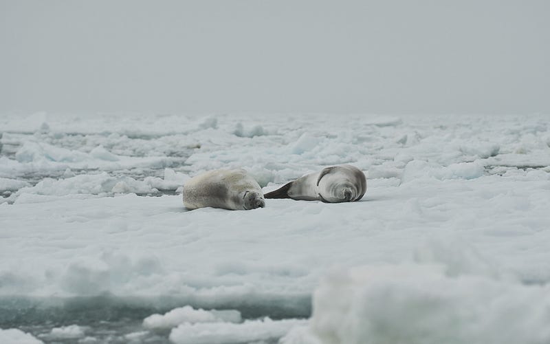 Ice Shelf