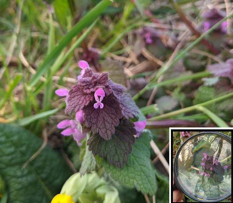 A close-up of tiny flowers captured using a magnifying glass.