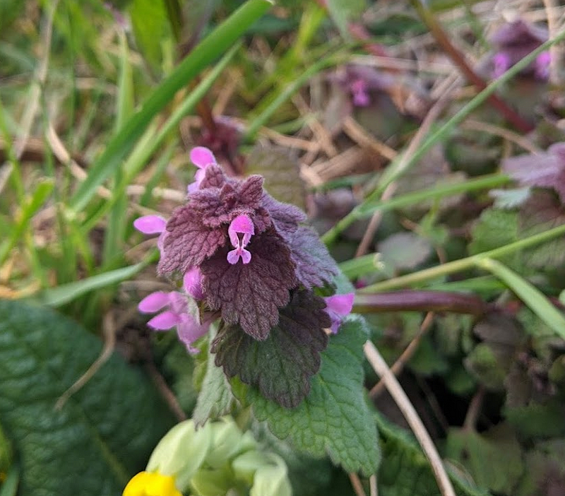 Another tiny flower captured in detail.