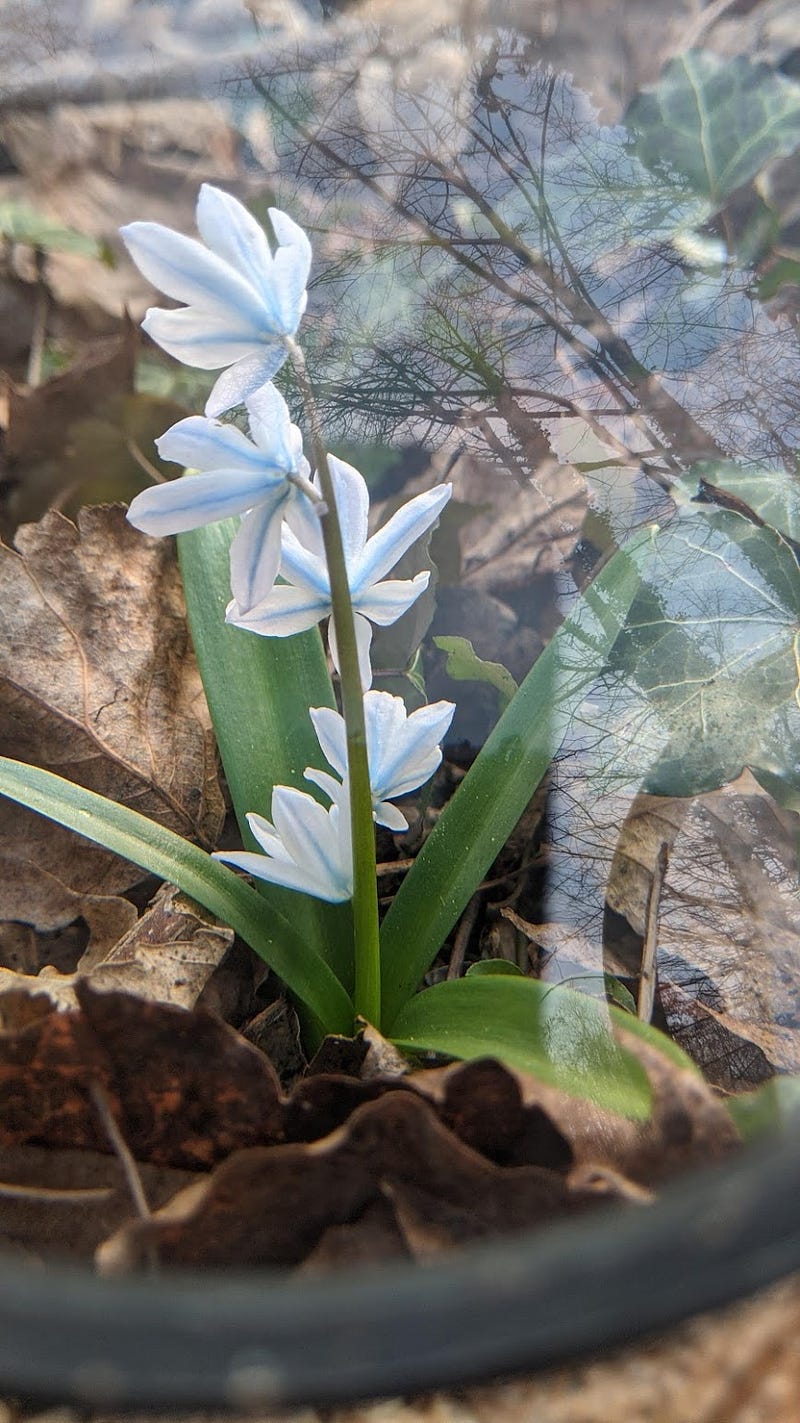 A flower showcasing a gradient of colors.