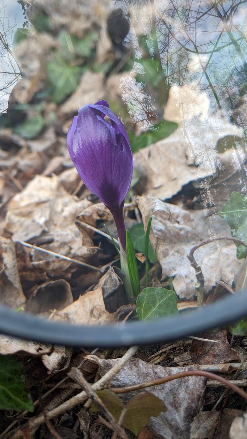 A crocus flower almost ready to bloom.