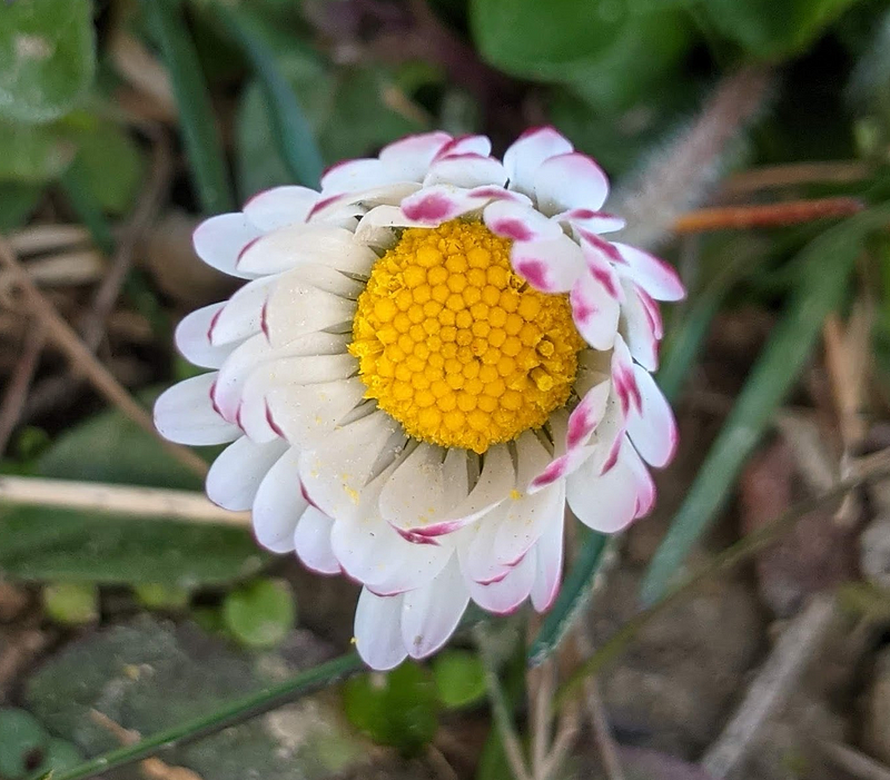 A freshly opening flower.