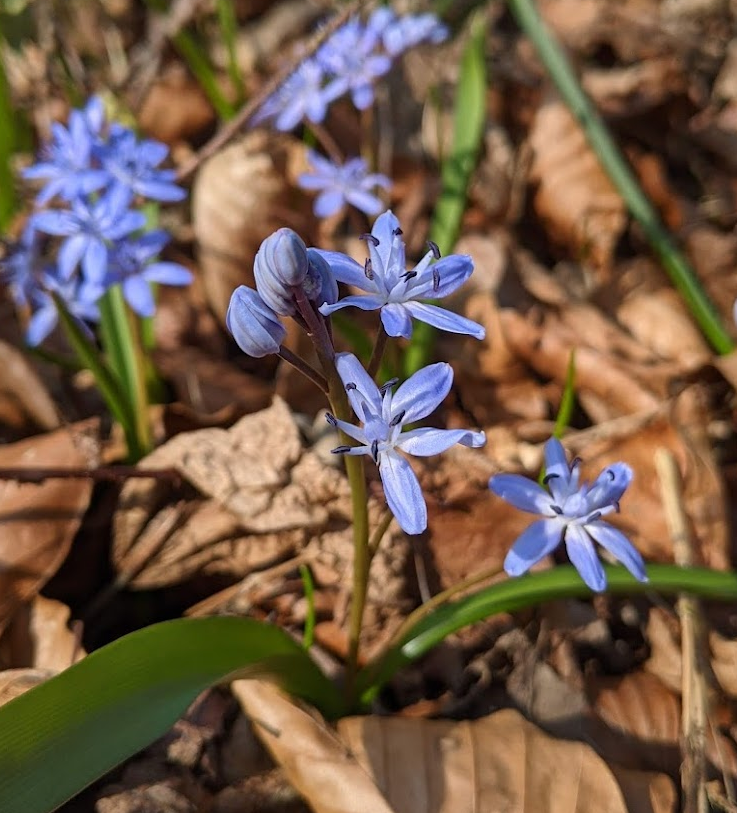 Two flowers captured with precision.