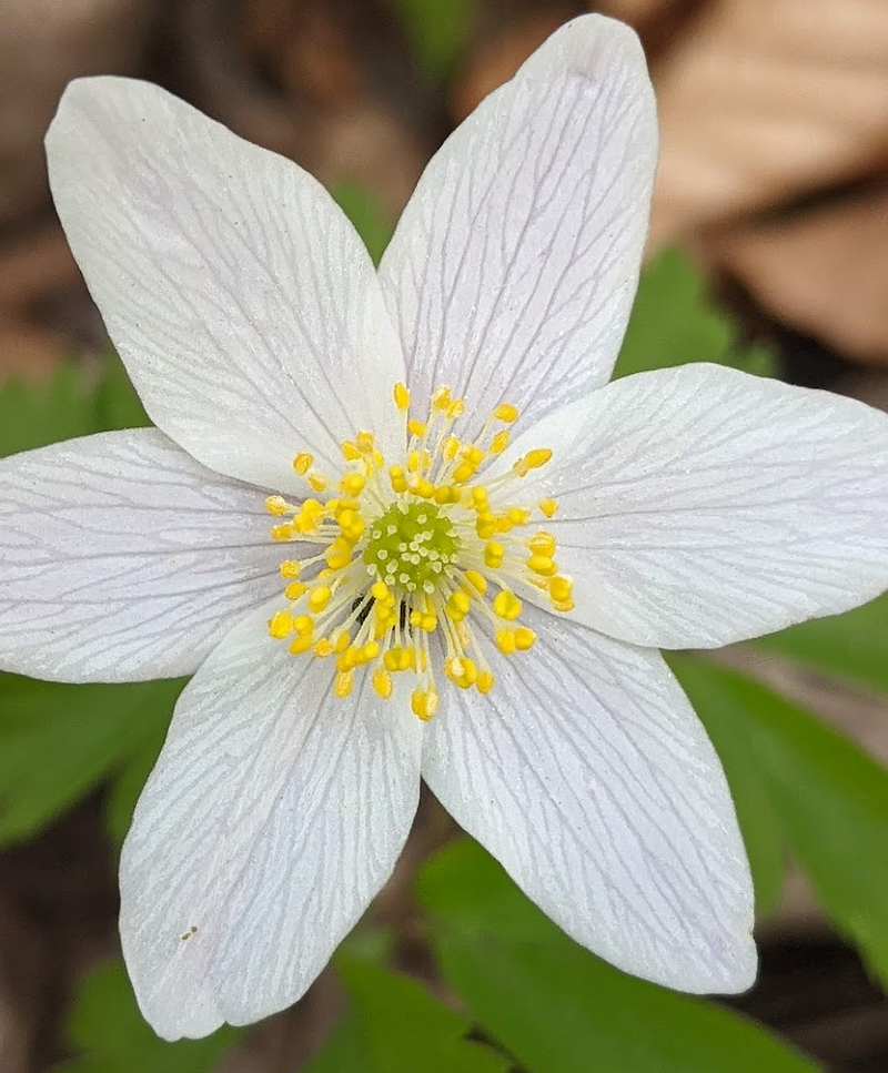 Another captivating flower image.